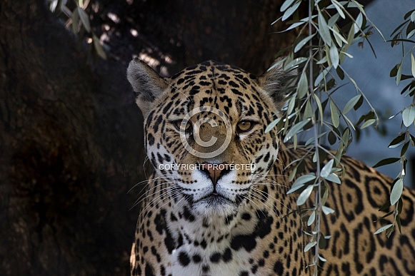 Female Jaguar (Panthera Onca)