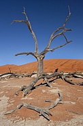 Dead Vlei - Sossusvlei - Namibia