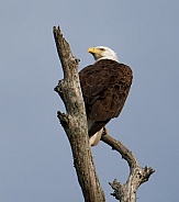 Bald Eagle