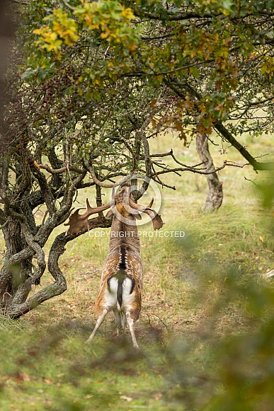 Fallow Deer