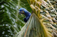 Hyacinth macaw in the nature habitat