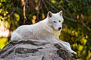 Arctic wolf on a rock