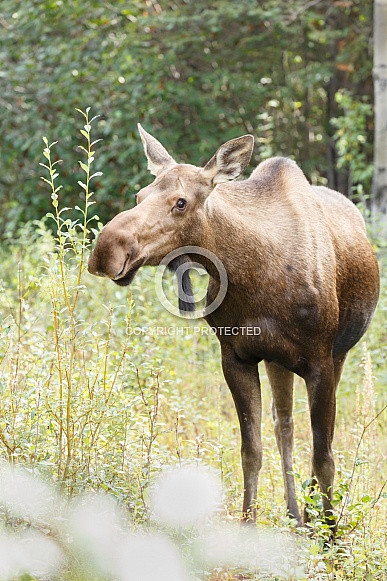 The moose or elk (Alces alces)