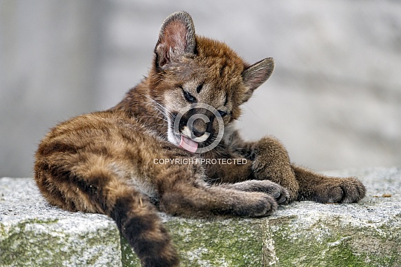 Cougar cub