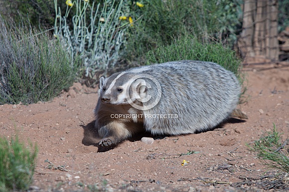 American badger Taxidea taxus