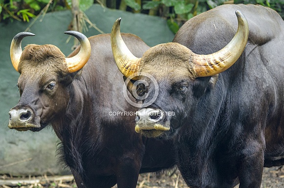 Indian Gaur Indian Gaur