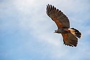Harris' Hawk in Flight