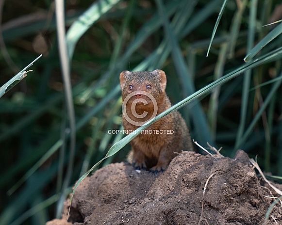 Common mongoose on the mound