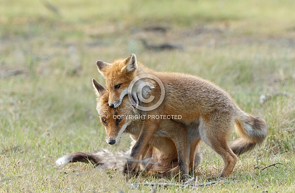 Red fox cub and mother
