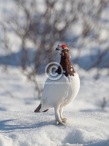 Willow or Red Ptarmigan Male Willow or Red Ptarmigan Male