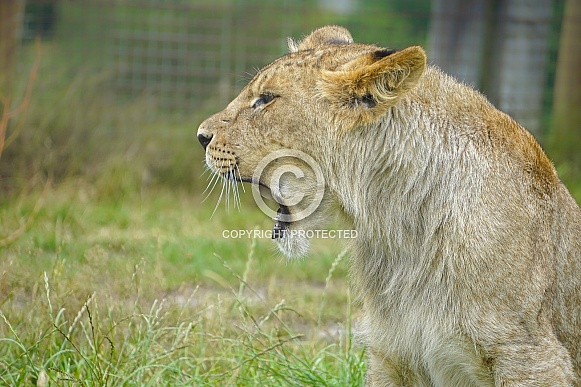 African Lion (young)