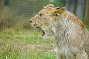 African Lion (young)