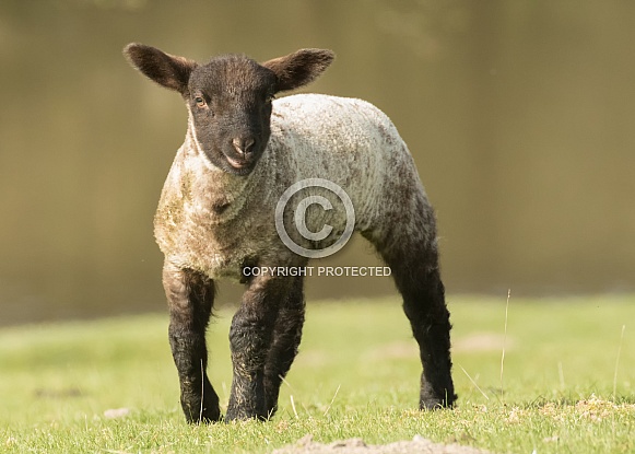 Young Lamb