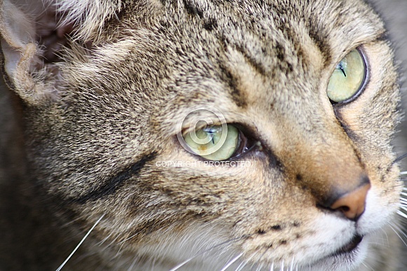 Domestic shorthair cat Domestic shorthair cat