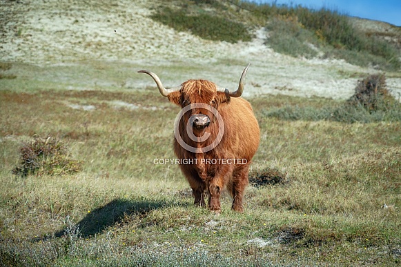 A Scottish Highlander