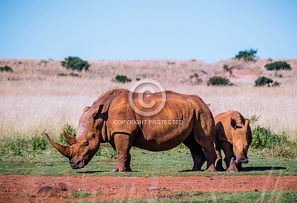 White Rhino White Rhino