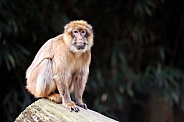 Barbary macaque (Macaca sylvanus