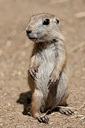Prairie dogs (genus Cynomys)