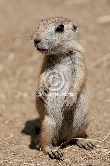 Prairie dogs (genus Cynomys) Prairie dogs (genus Cynomys)