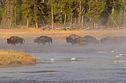Bison Herd crossing the Firehole