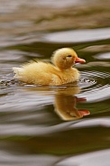Call Duckling