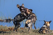 African Wild dog