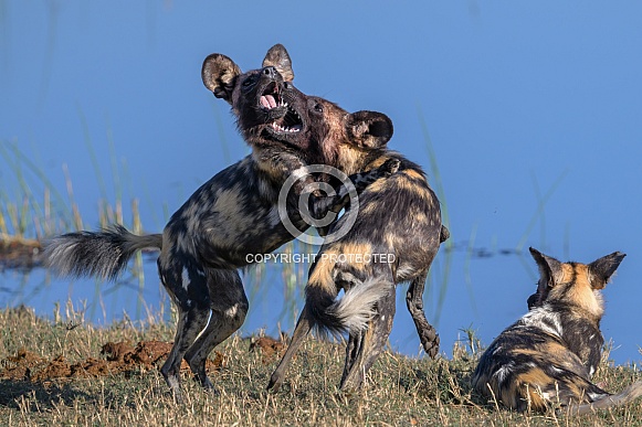 African Wild dog