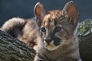 Cougar Cub (Puma Concolor)