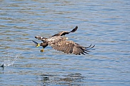 White tailed eagle or European Eagle