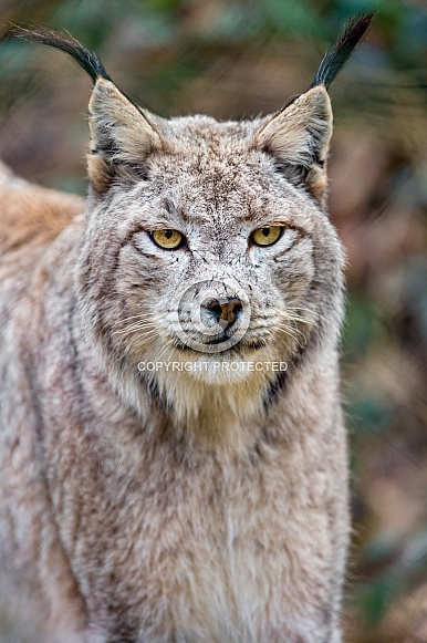Lynx Lynx