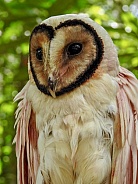 Minahasa Masked Owl