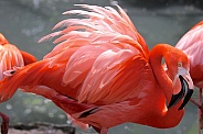 Flamingo