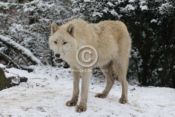Hudsonbay wolf