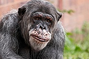 Chimpanzee Close Up Looking At Camera