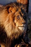 Lion-Pride Leader