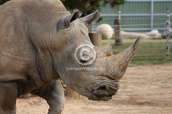White Rhino