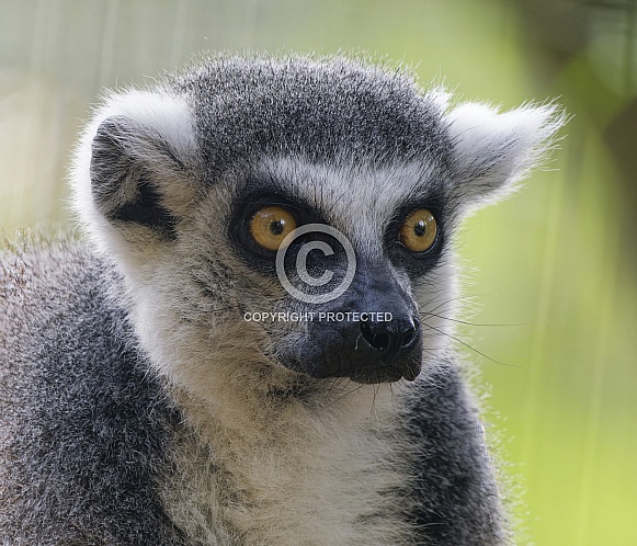 Lemurs