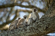 Three black faced monkeys sitting in a tree