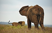 African Elephant and Lion