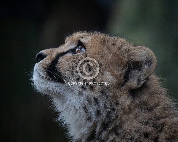 Cheetah cub portrait