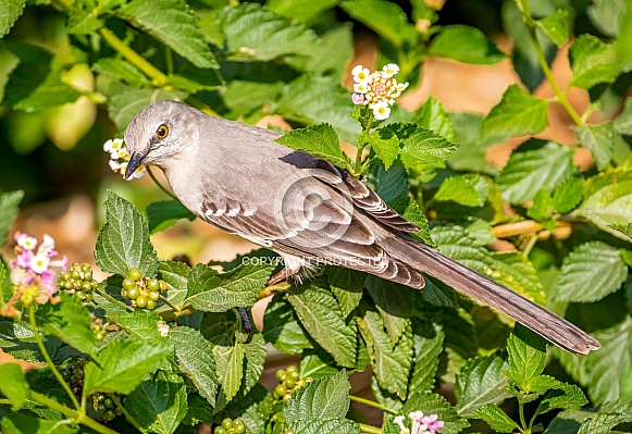 Northern Mockingbird Northern Mockingbird