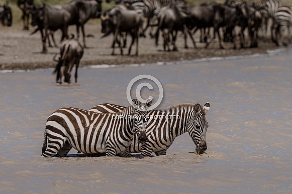 Two zebras in the water getting a drink