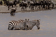 Two zebras in the water getting a drink