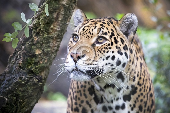 Jaquar (Panthera Onca)