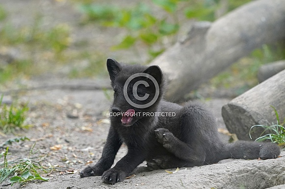 Arctic Fox