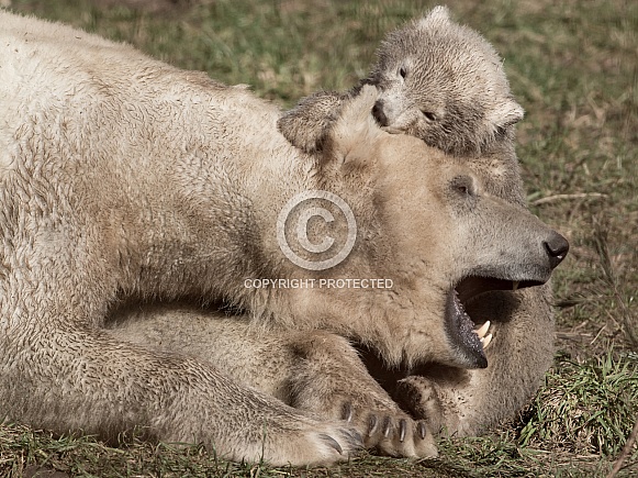 Polar Bear and Cub Polar Bear and Cub
