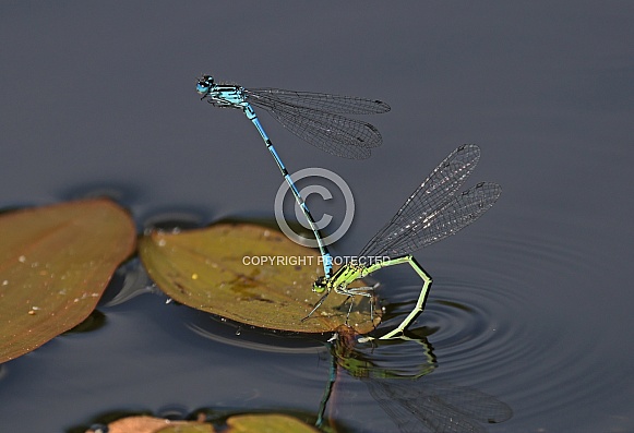 Common Blue Damselfly Common Blue Damselfly
