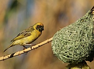 Southern Male Masked Weaver.