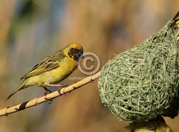 Southern Male Masked Weaver. Southern Male Masked Weaver.