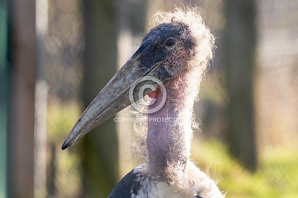 Marabou Stork Close Up Marabou Stork Close Up